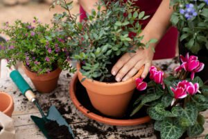 plantas para jardim